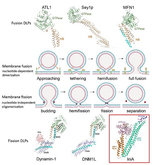 研究揭示细菌发动蛋白IniA调控结核耐药的新机制